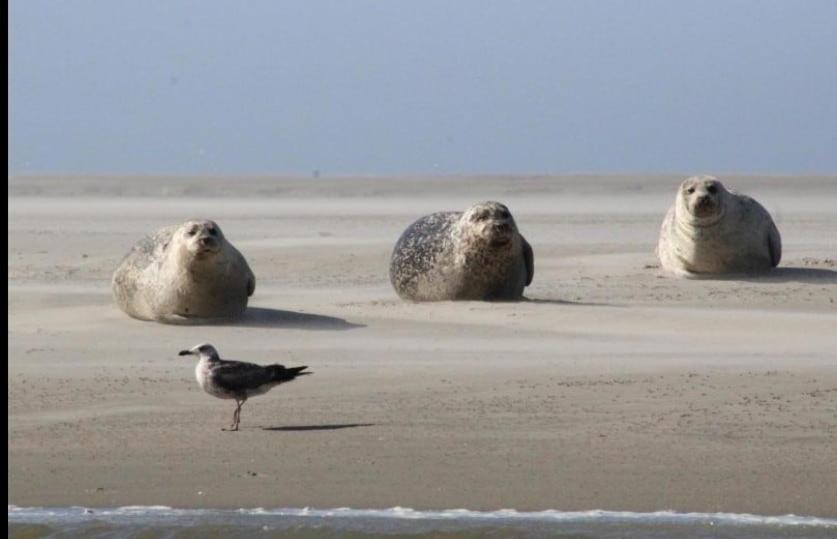 Gite Baie De Somme Cayeux-sur-Mer Exteriér fotografie
